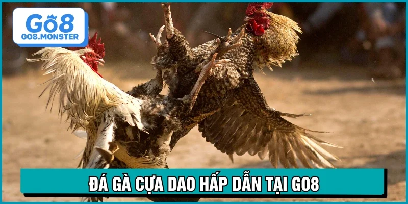 đá gà cựa dao