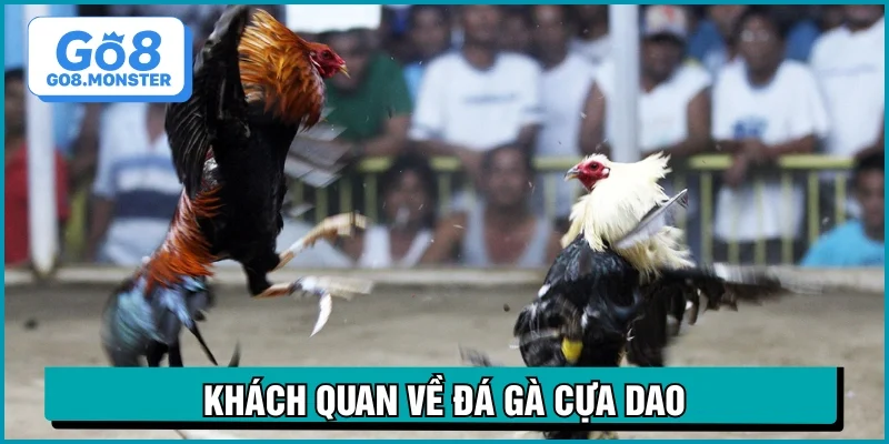 đá gà cửa dao tìm hiểu
