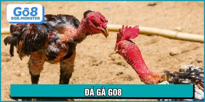 đá gà go8