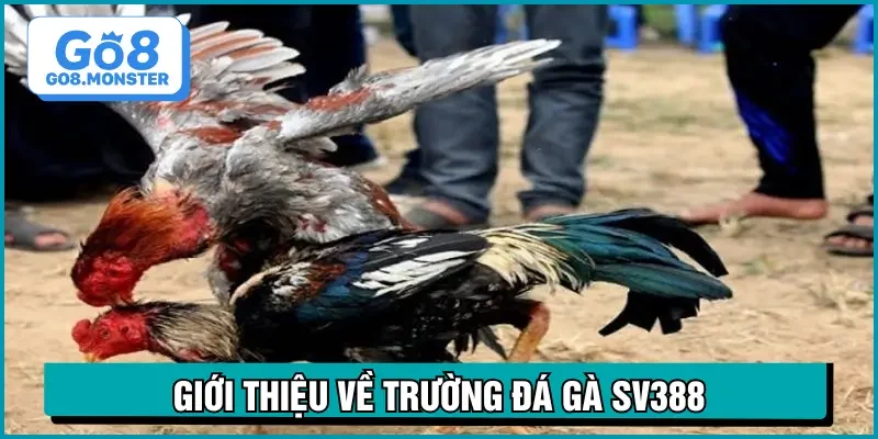 đá gà sv388 giới thiệu