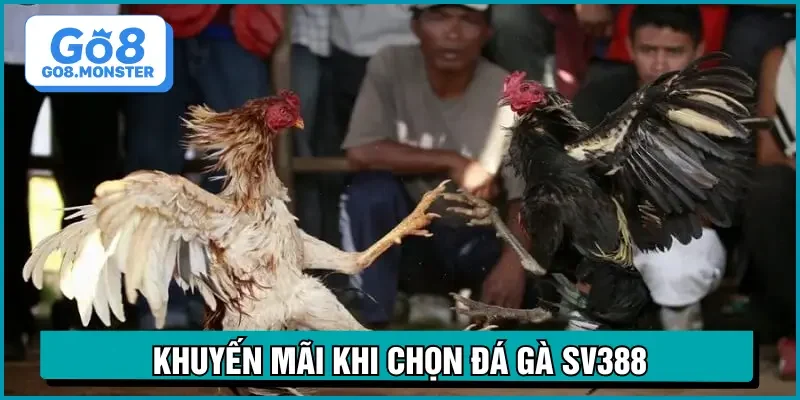 đá gà sv388 khuyến mãi