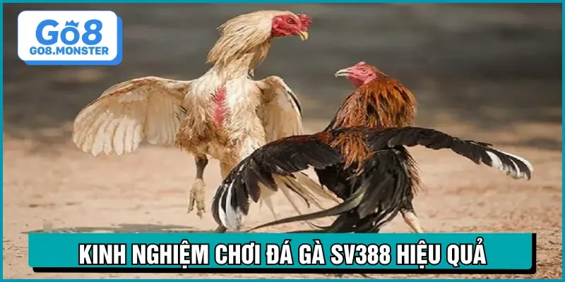 đá gà sv388 kinh nghiệm