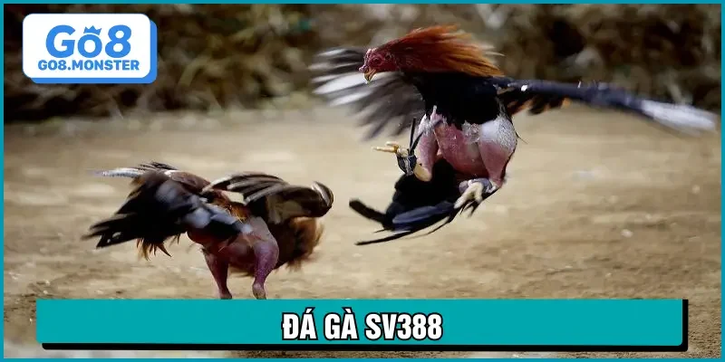 đá gà sv388