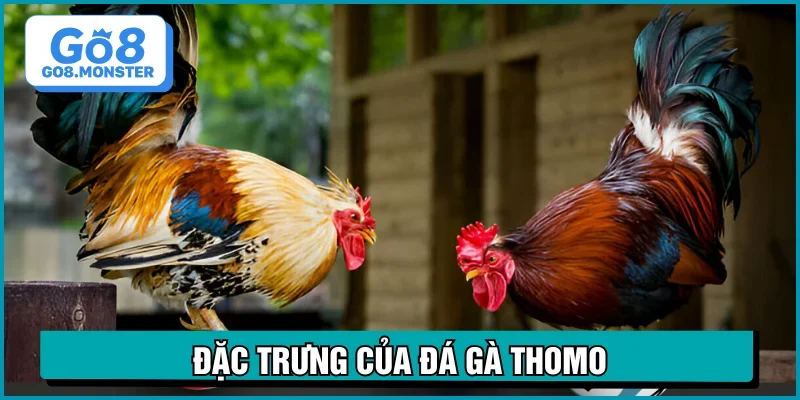 đá gà thomo điểm nổi bật