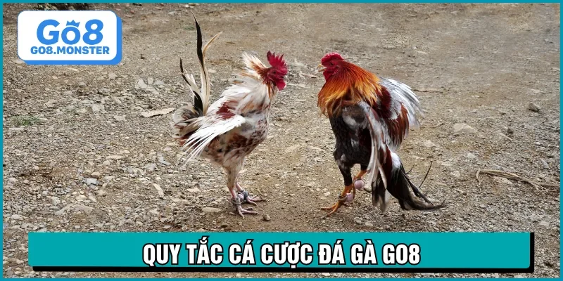 quy tắc đá gà go8