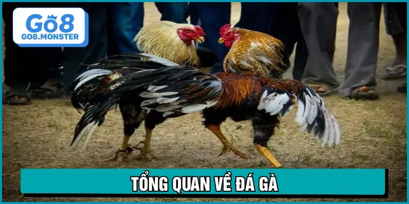 trực tiếp đá gà hôm nay giới thiệu