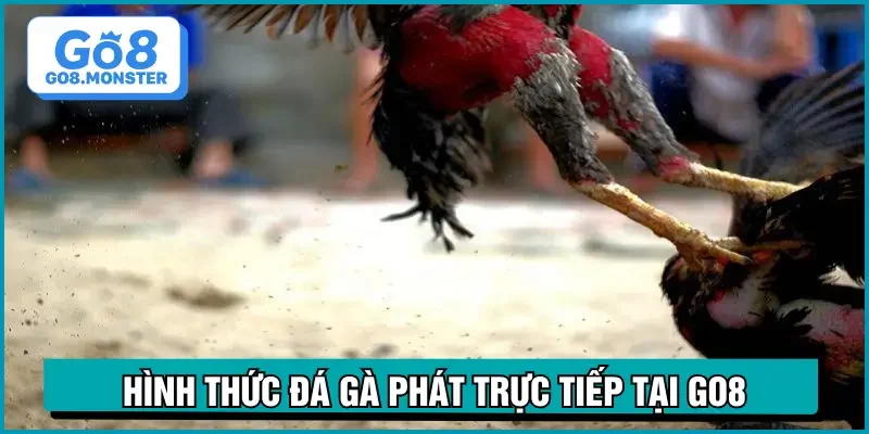 trực tiếp đá gà hôm nay hình thức phát sóng