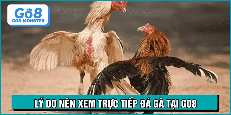 trực tiếp đá gà hôm nay lý do xem tại go8