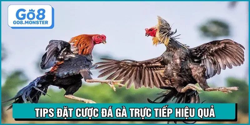 trực tiếp đá gà hôm nay tips đặt cược
