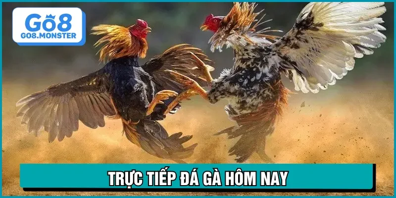 trực tiếp đá gà hôm nay